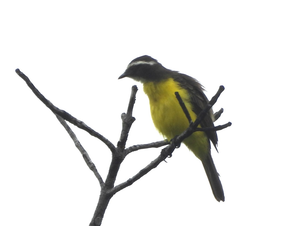Rusty-margined Flycatcher - ML646918018