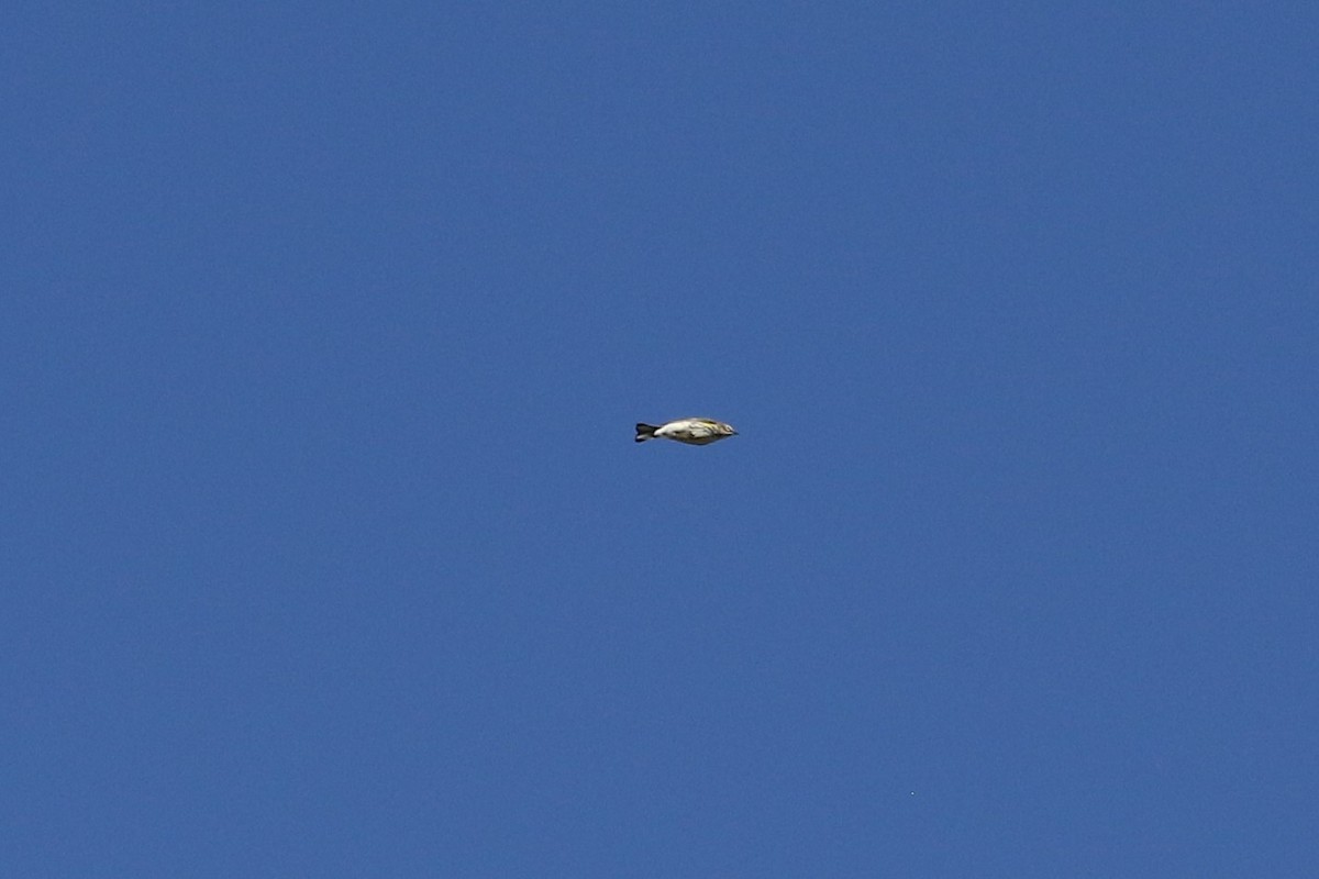 Yellow-rumped Warbler (Myrtle) - ML646918019