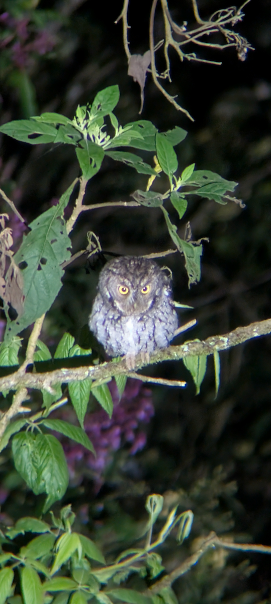 Whiskered Screech-Owl - ML646918025