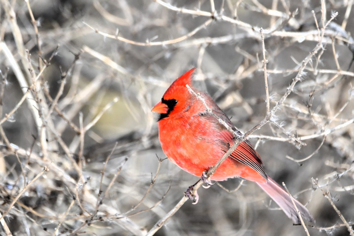 Kardinal arrunta - ML646918027