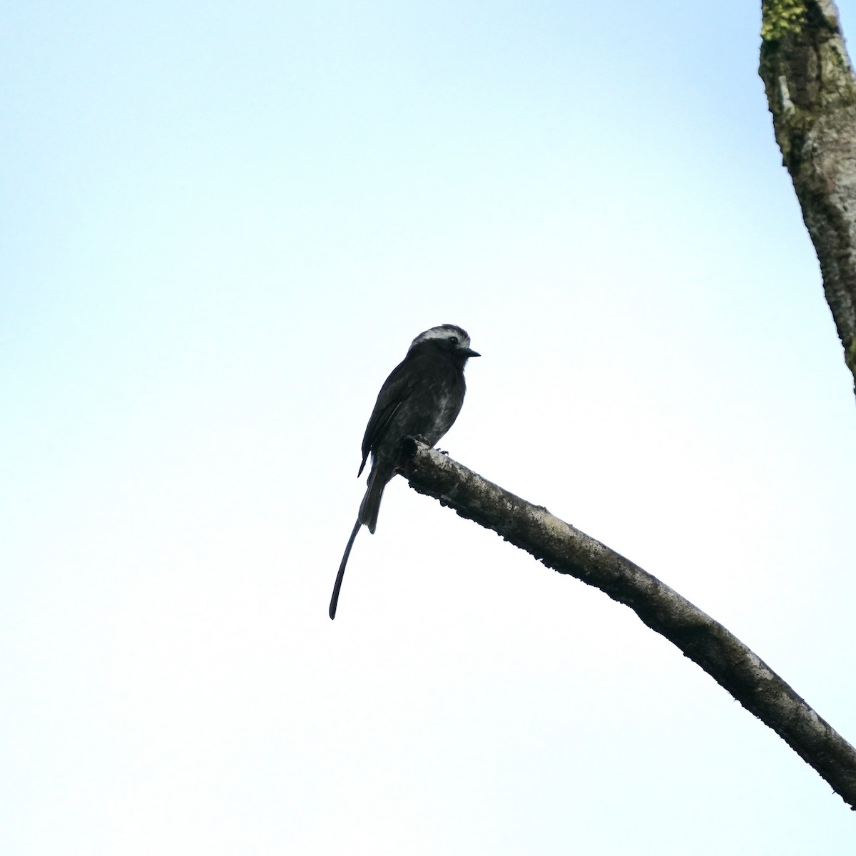 Long-tailed Tyrant - ML646918028