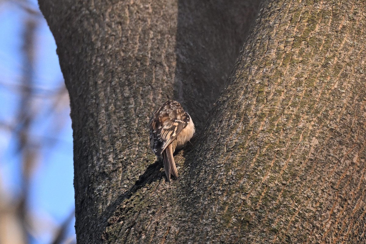 Gerri-txori amerikarra - ML646918029