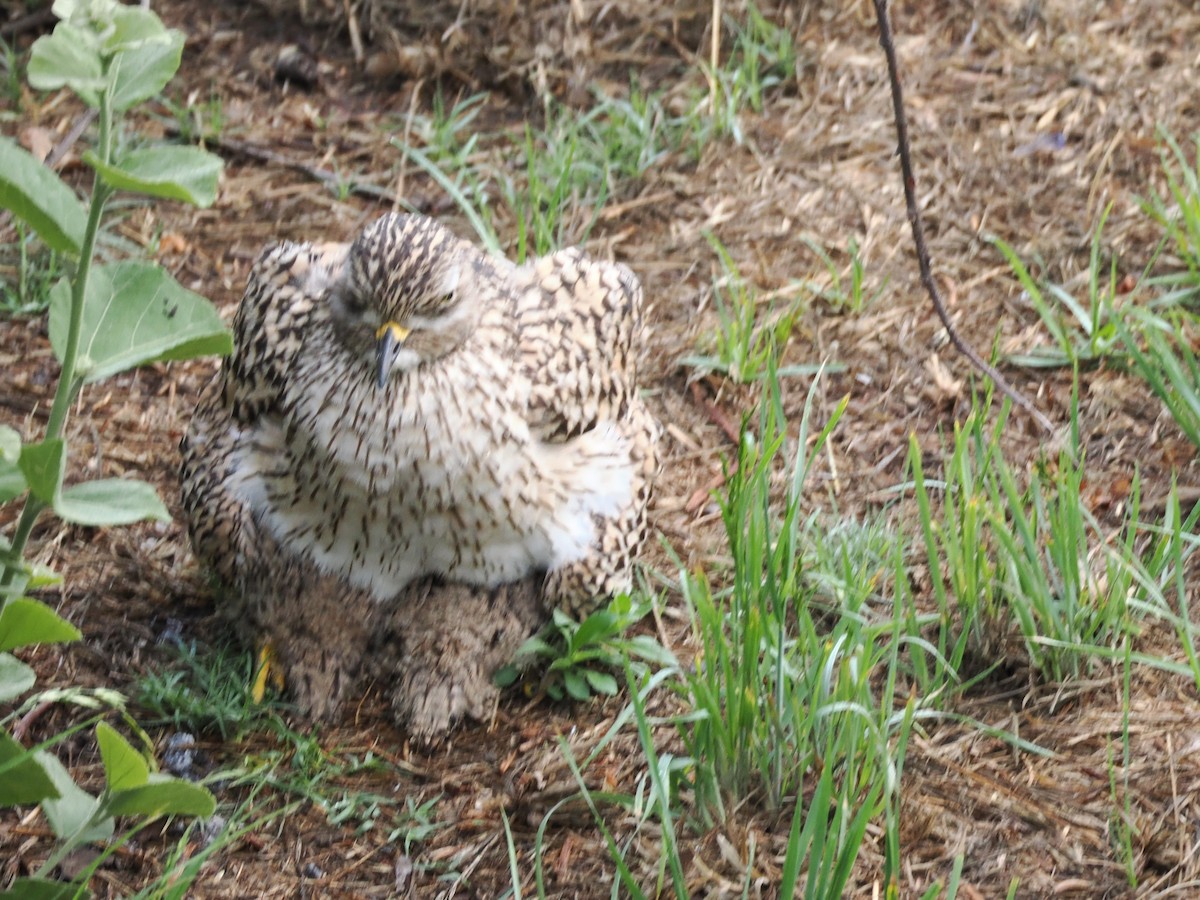Spotted Thick-knee - ML646918030