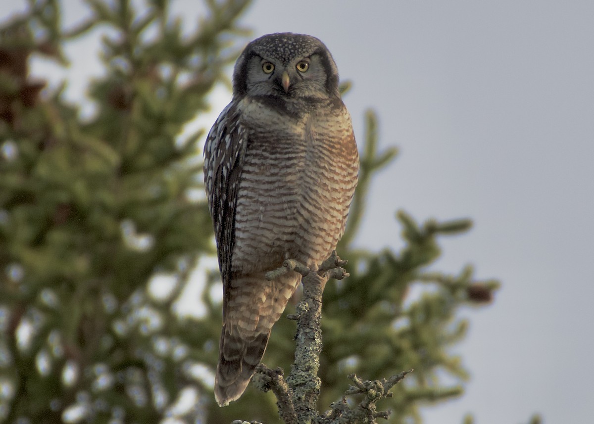 Hontz gabiraia - ML646918031