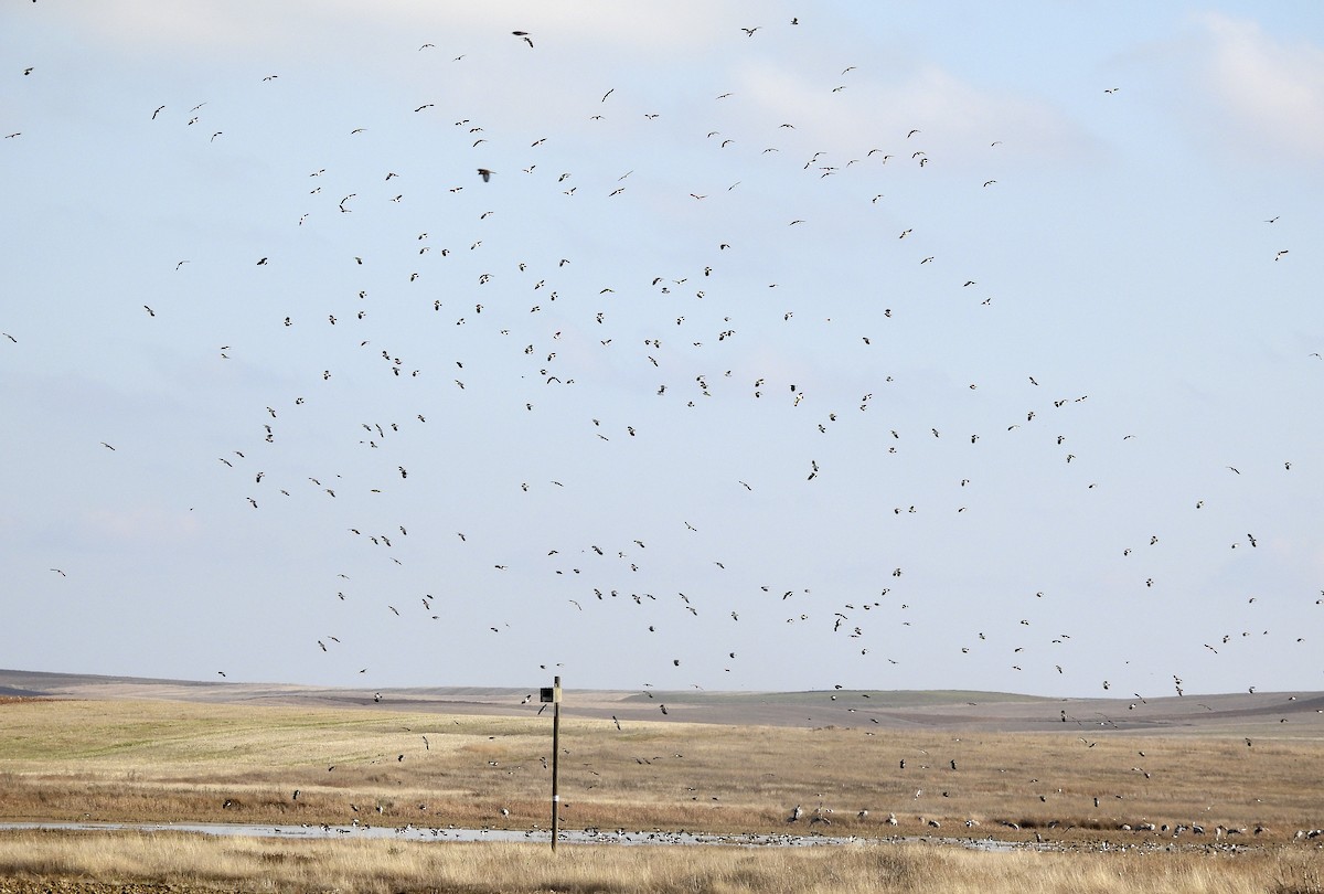 Hegabera eurasiarra - ML646918033