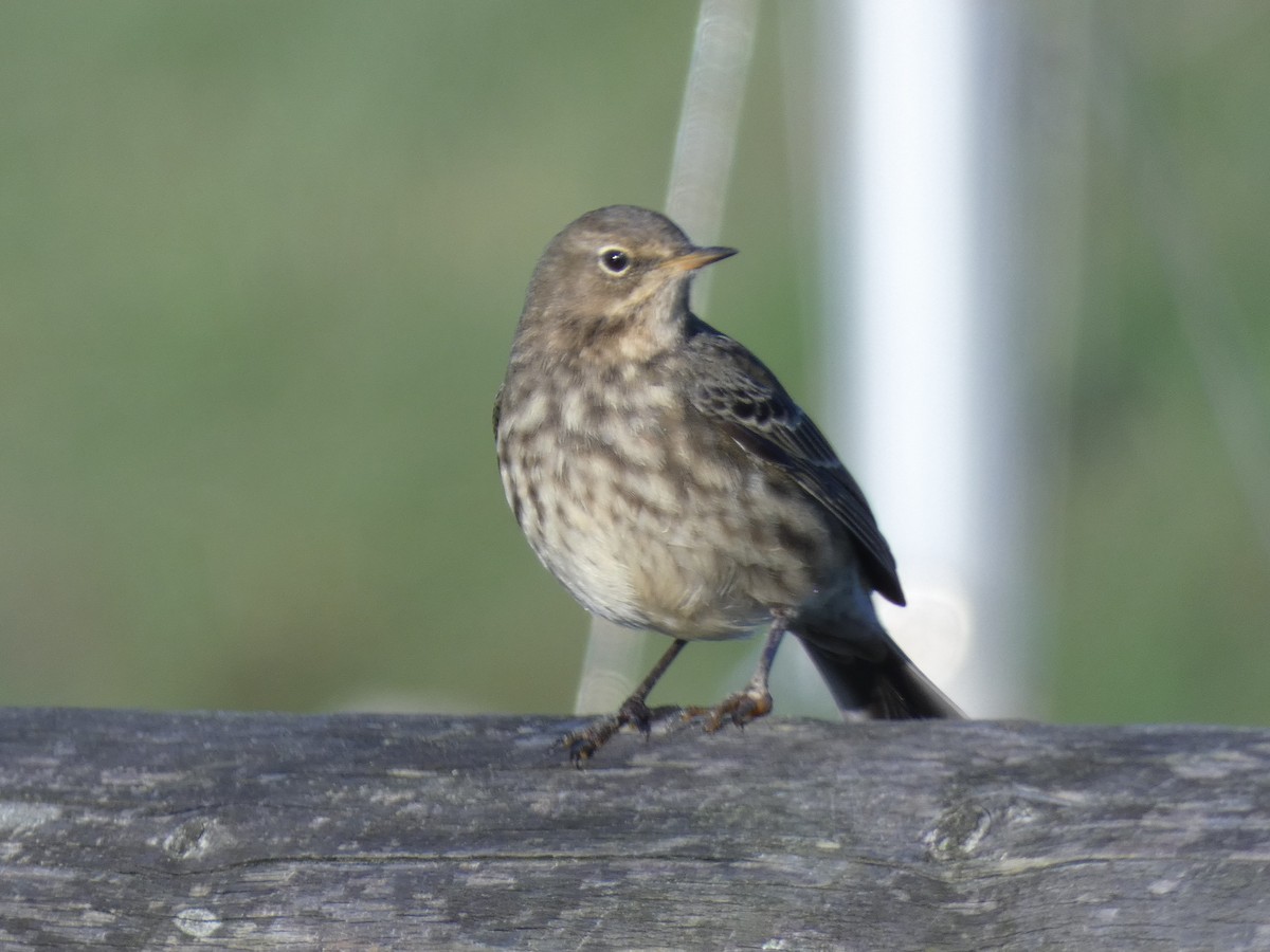 Itsas txirta (littoralis) - ML646918035