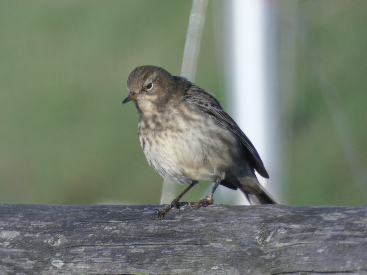 Itsas txirta (littoralis) - ML646918036