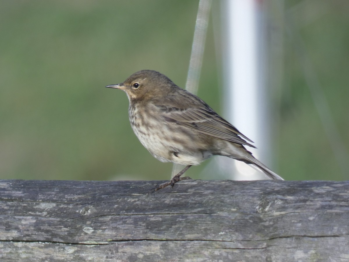 Itsas txirta (littoralis) - ML646918037