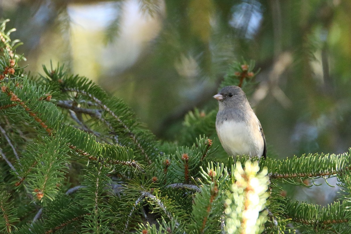 Dark-eyed Junco (Slate-colored) - ML646918038