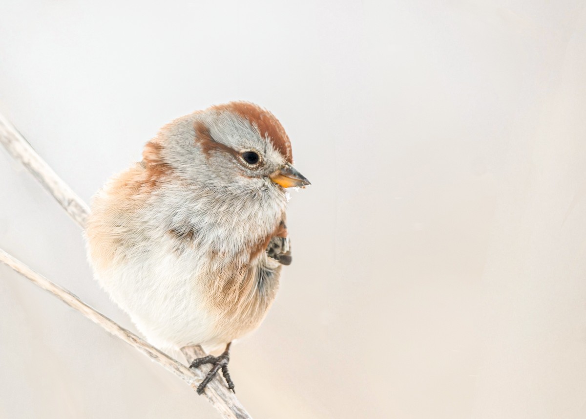 American Tree Sparrow - ML646918039