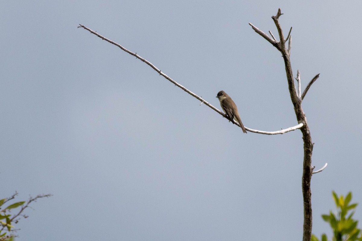 Eastern Phoebe - ML646918040