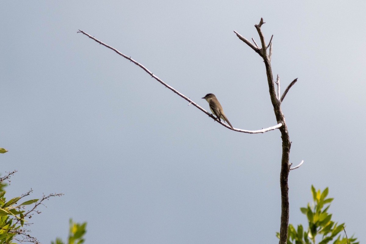 Eastern Phoebe - ML646918041