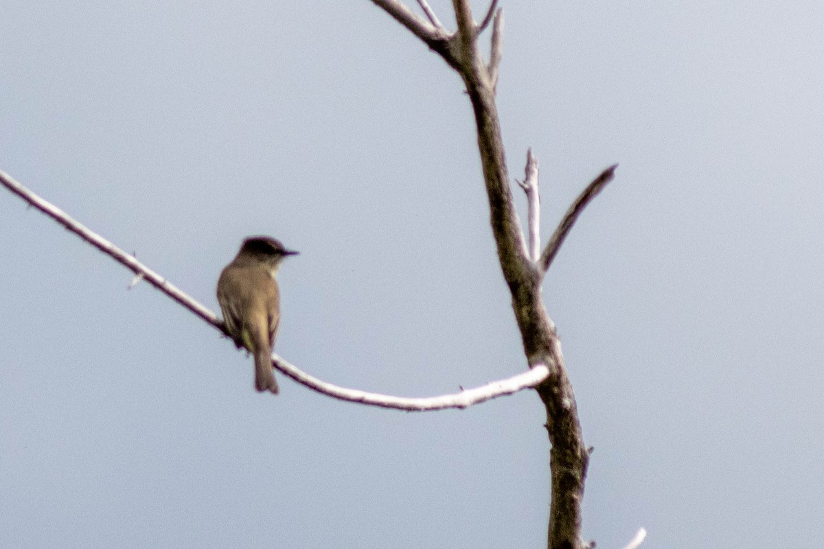 Eastern Phoebe - ML646918042
