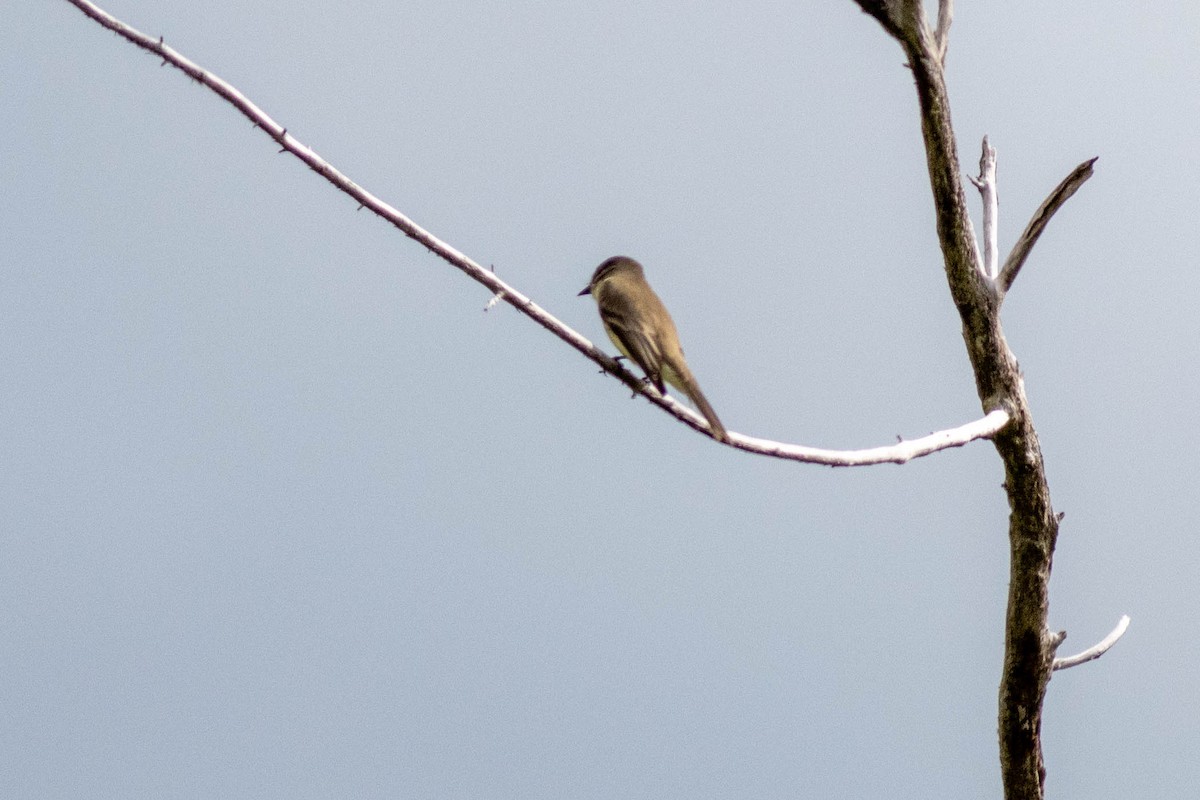 Eastern Phoebe - ML646918043
