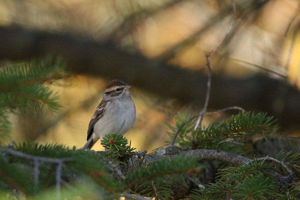 Chipping Sparrow - ML646918045