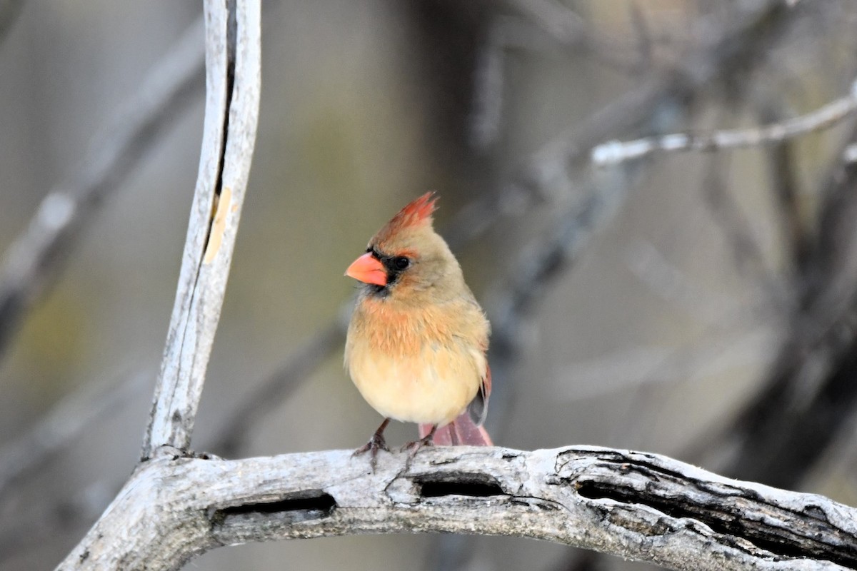 Красный кардинал - ML646918046