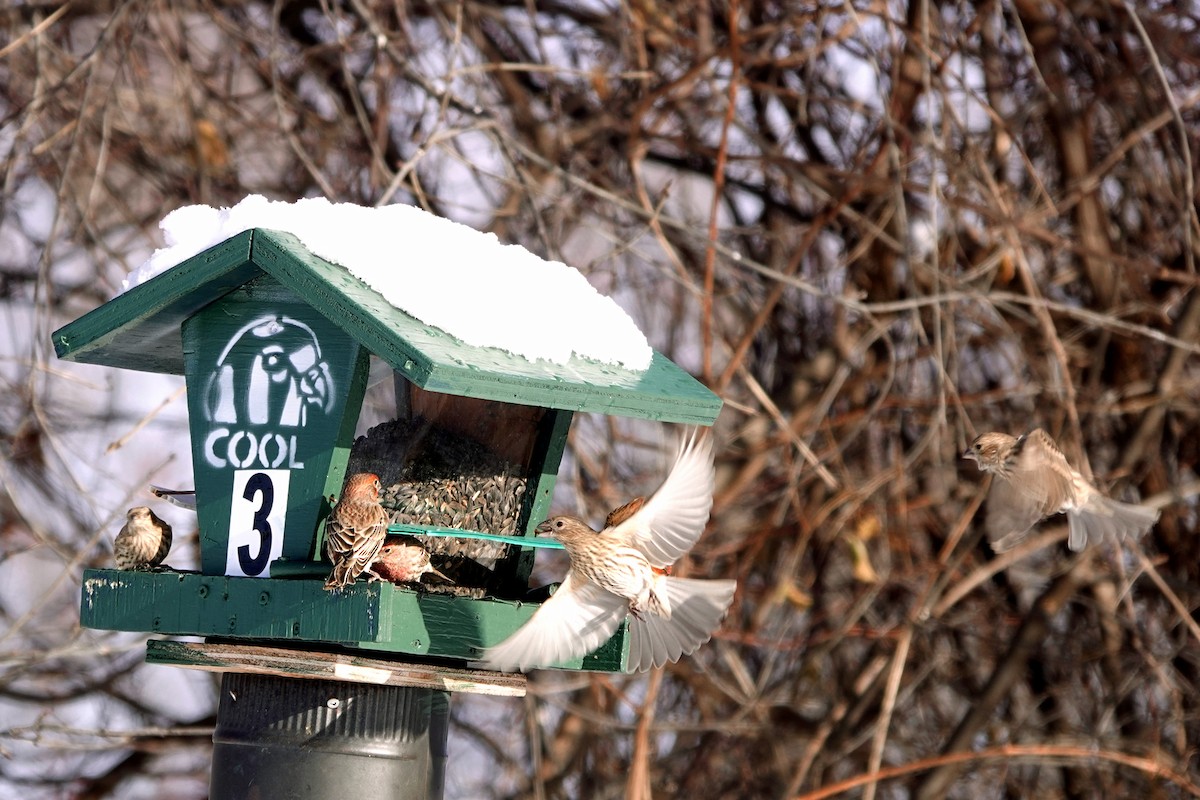 Burugorri arrunta - ML646918056