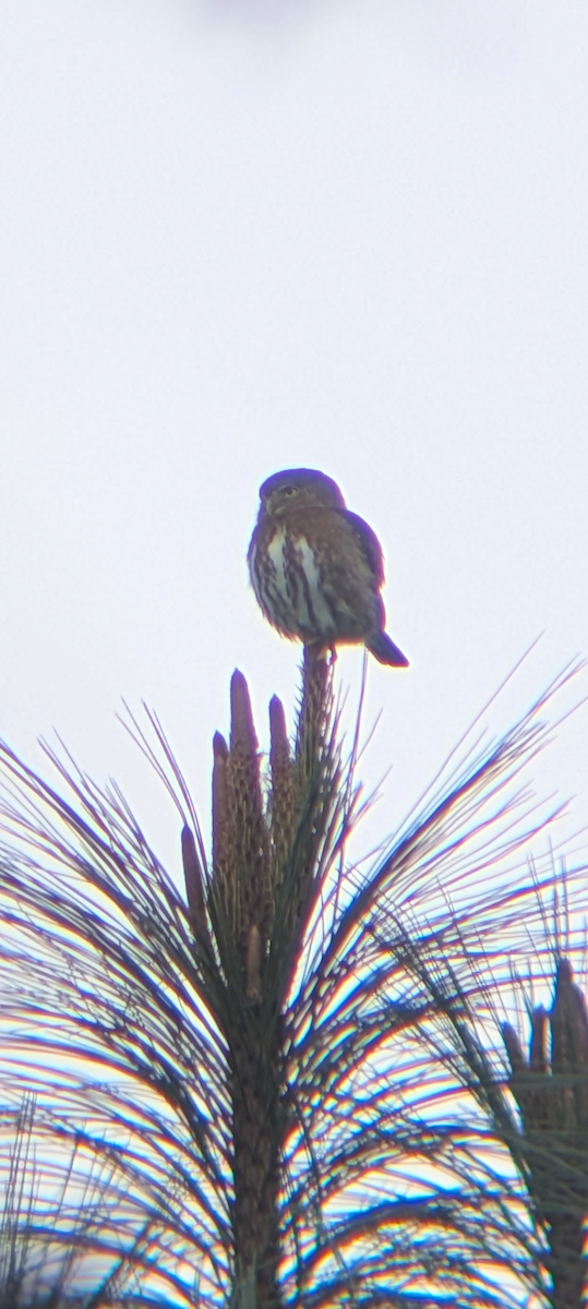 Northern Pygmy-Owl (Guatemalan) - ML646918074
