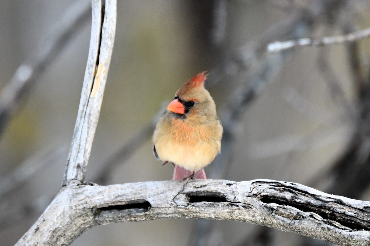 Красный кардинал - ML646918077