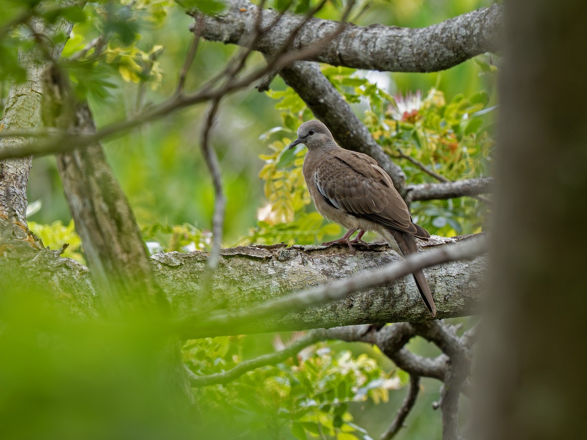 perlekragedue - ML646918087