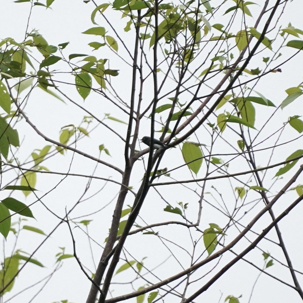 Slate-throated Gnatcatcher - ML646918088