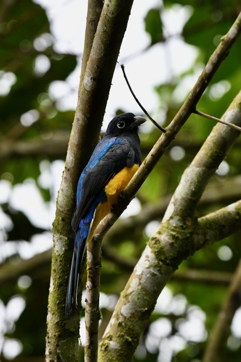 Green-backed Trogon - ML646918111