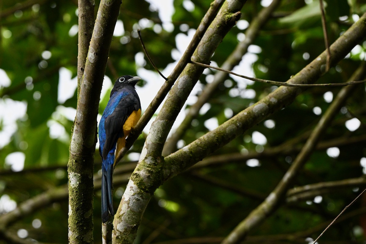 Green-backed Trogon - ML646918112