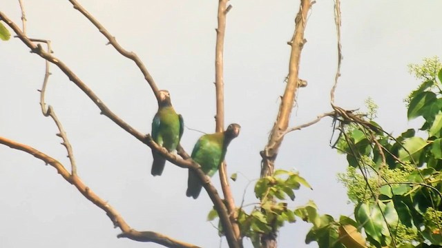 Brown-hooded Parrot - ML646918116