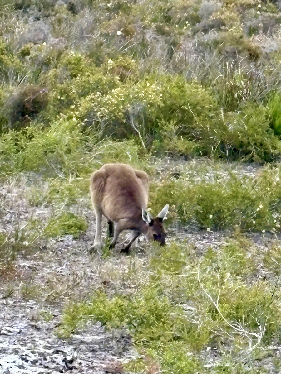 Wallaby di boscaglia occidentale - ML646918117