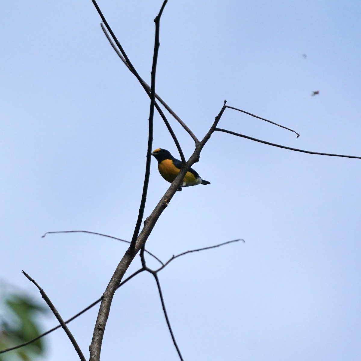 White-vented Euphonia - ML646918118