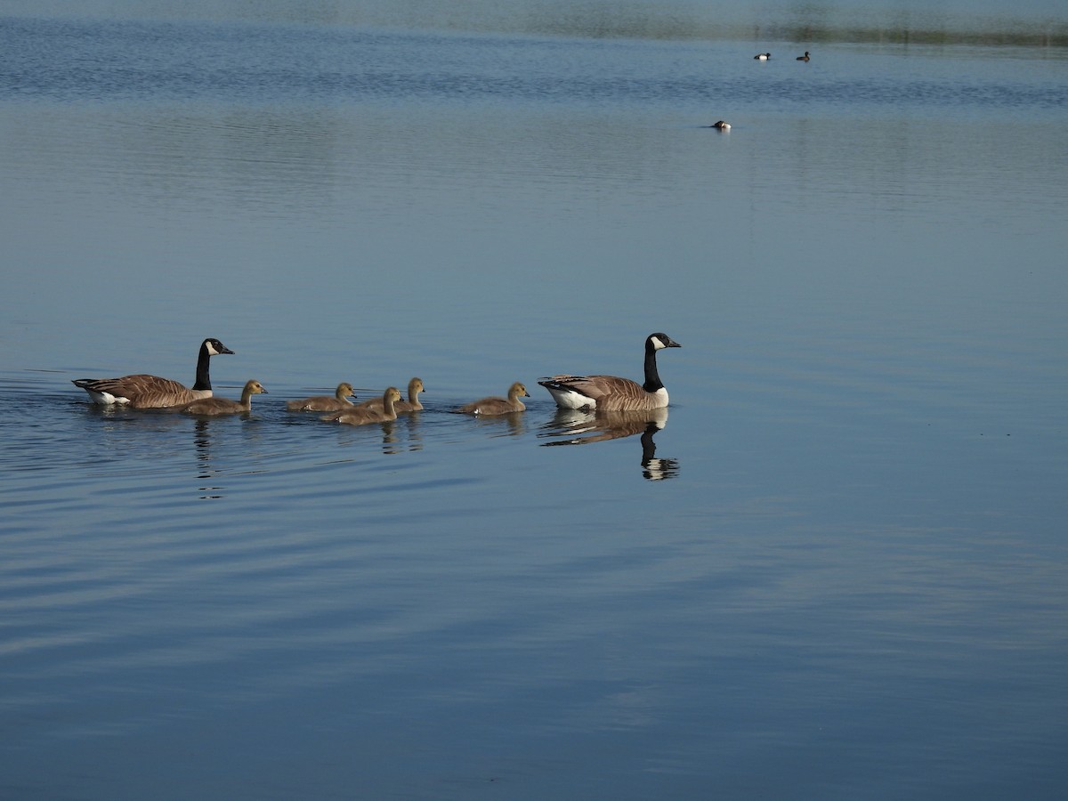 Barnacla Canadiense Grande - ML646918122