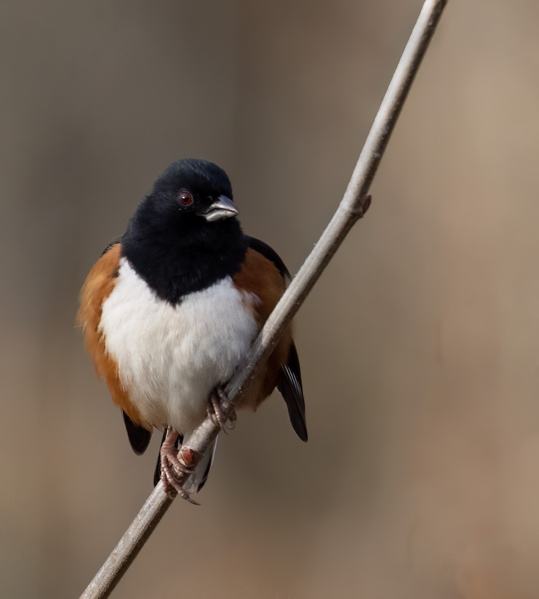 rødsidetovi - ML646918123