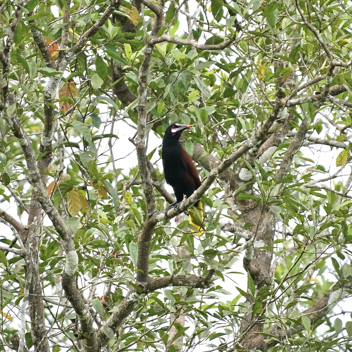 Конота колумбійська - ML646918124