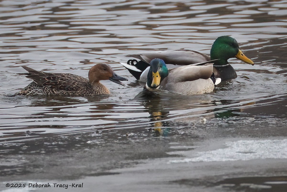 Northern Pintail - ML646918126