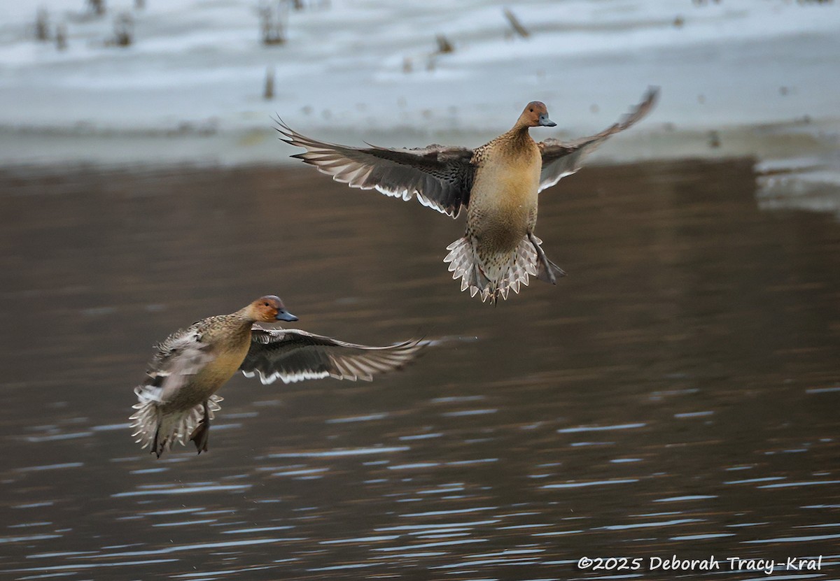 Northern Pintail - ML646918128