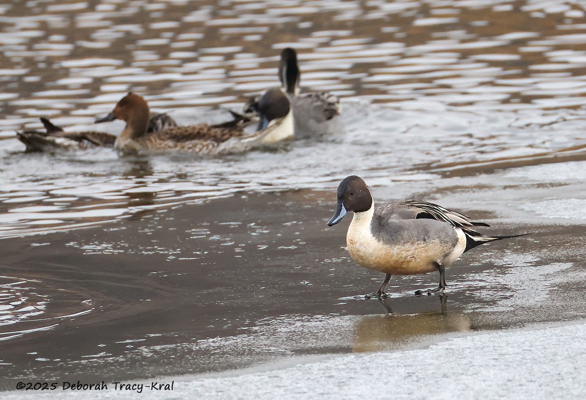 Northern Pintail - ML646918129
