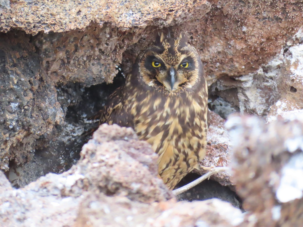 Сова болотяна - ML646918131