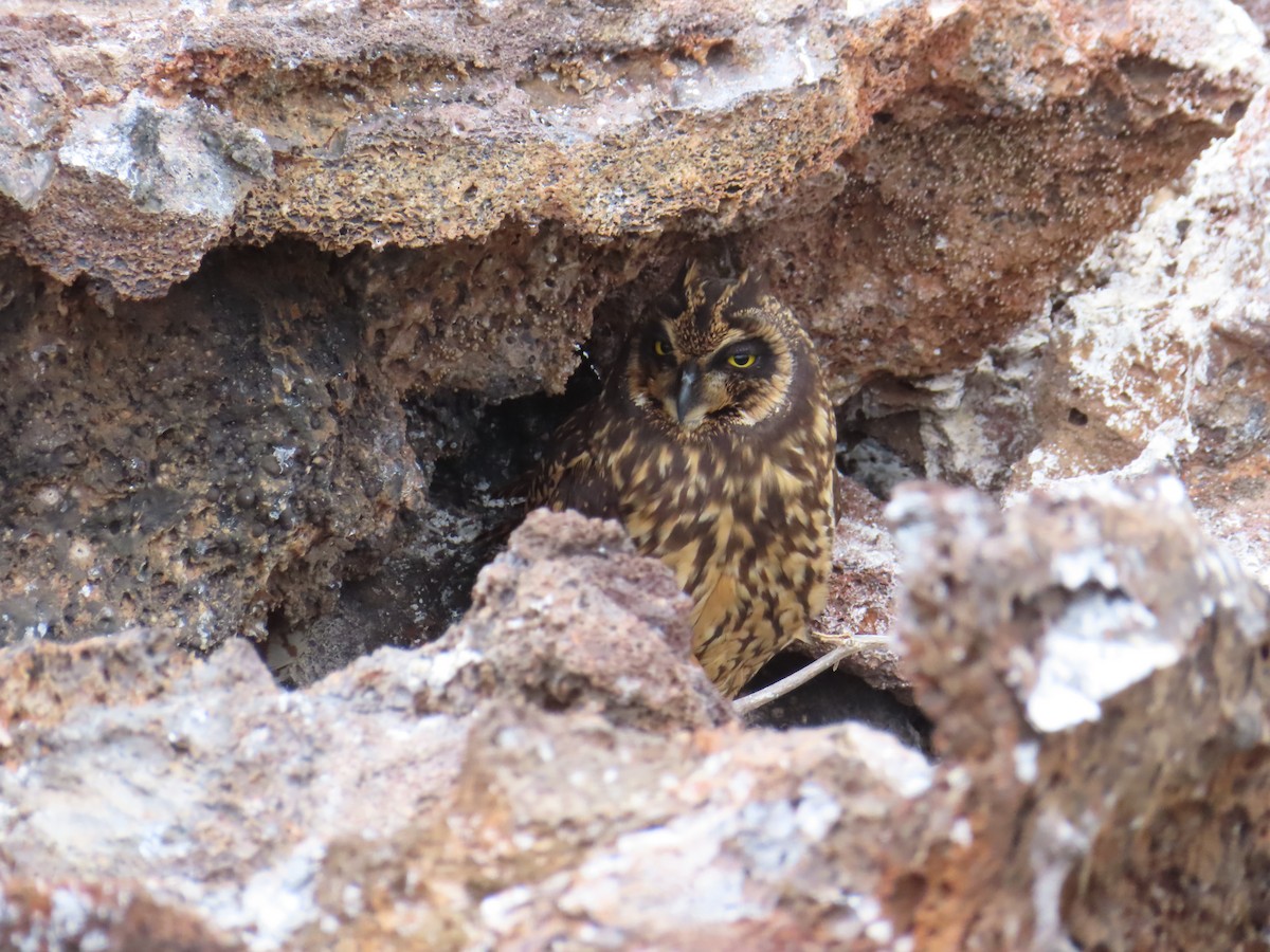 Сова болотяна - ML646918132