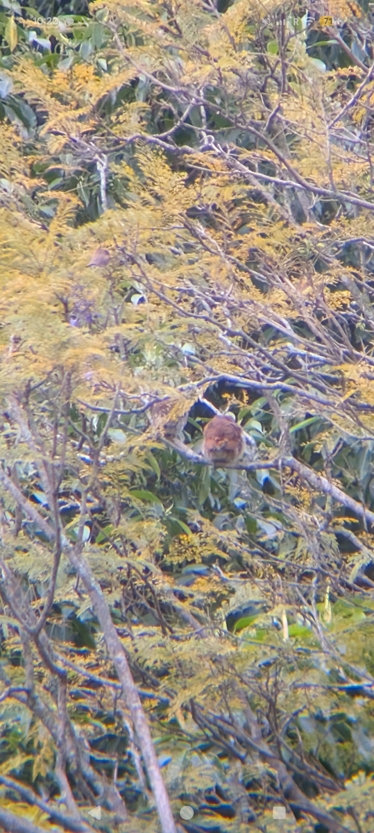Ferruginous Pygmy-Owl (Ferruginous) - ML646918134