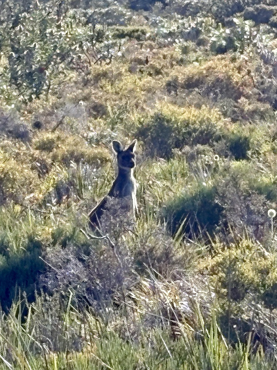Wallaby di boscaglia occidentale - ML646918135