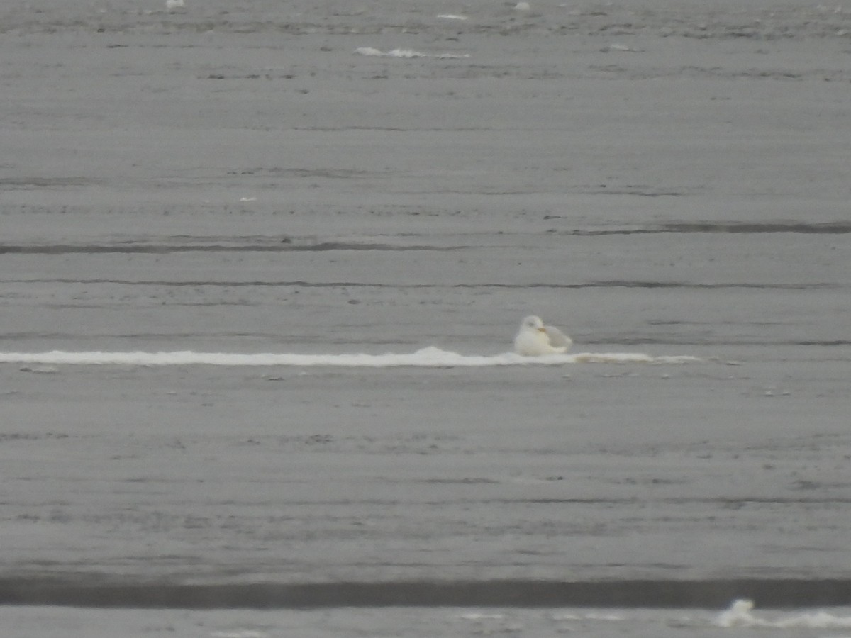 Iceland Gull - ML646918136