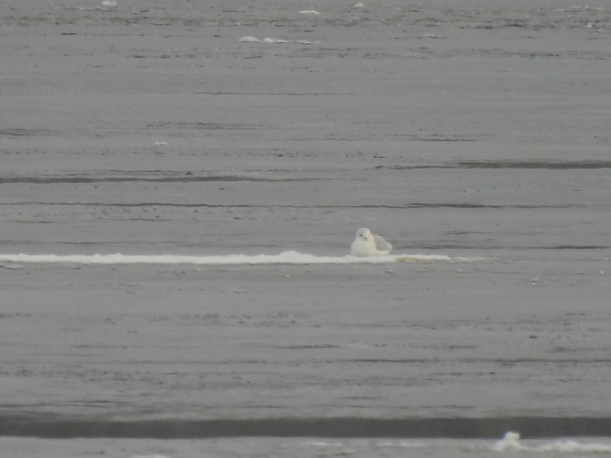 Iceland Gull - ML646918137