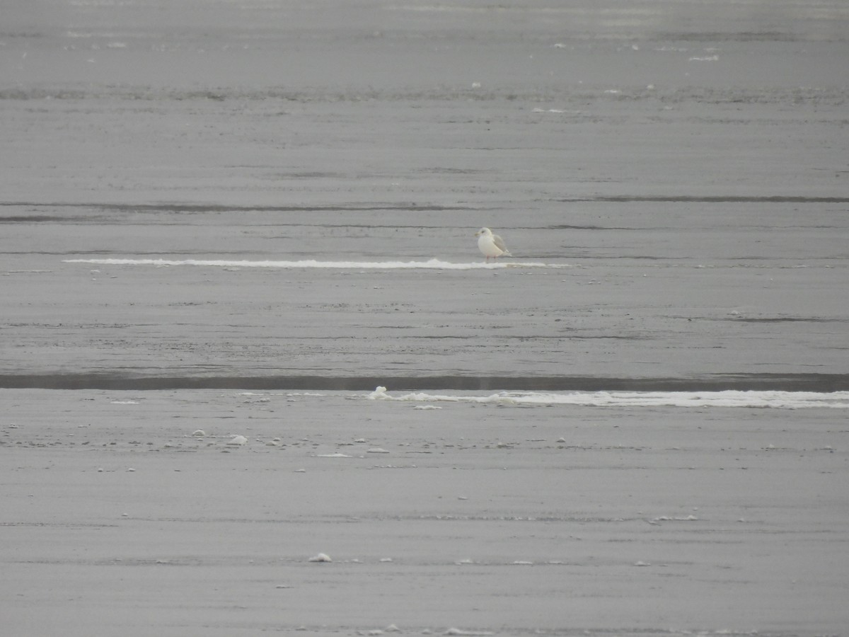 Iceland Gull - ML646918139
