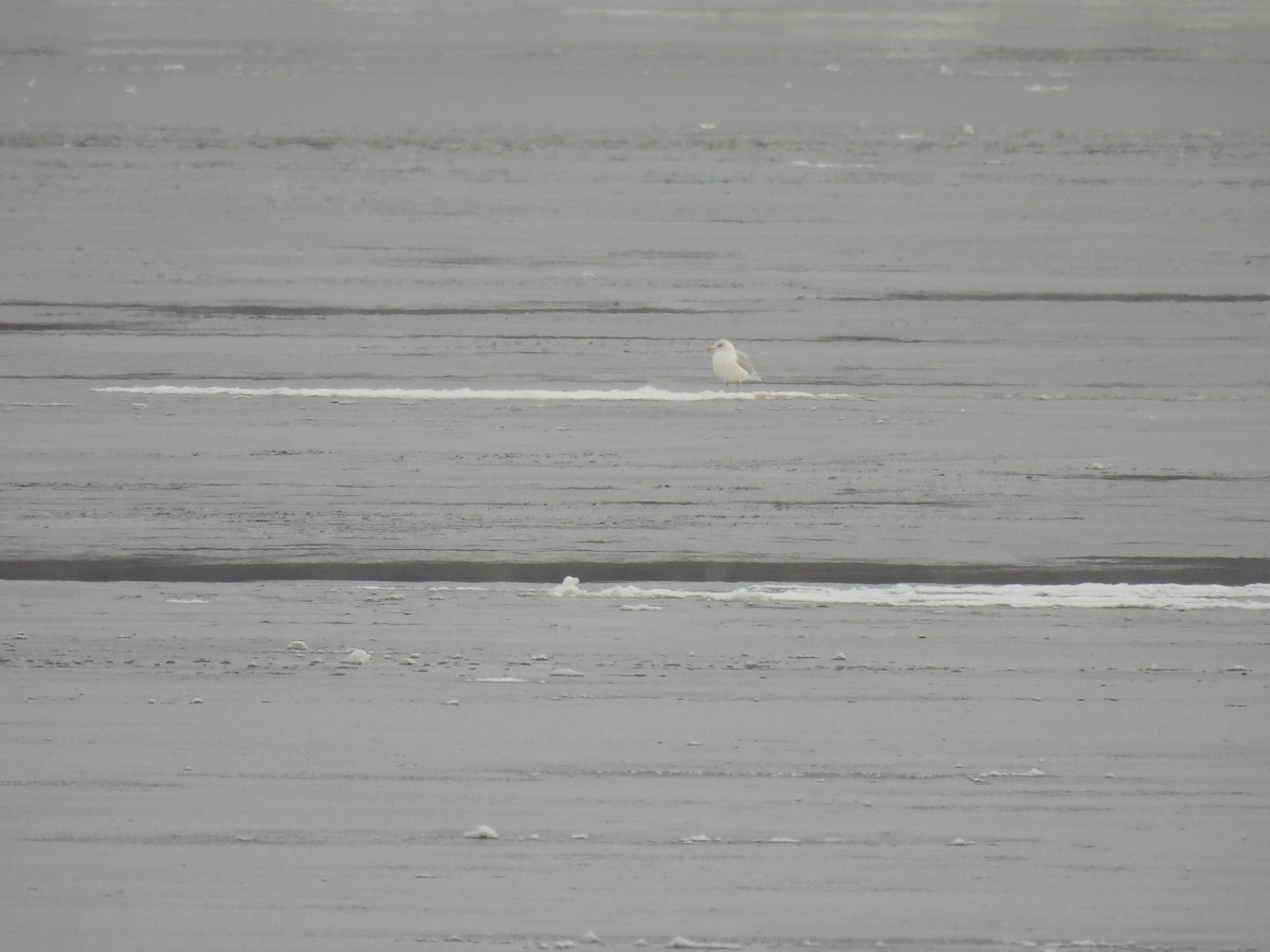 Iceland Gull - ML646918140