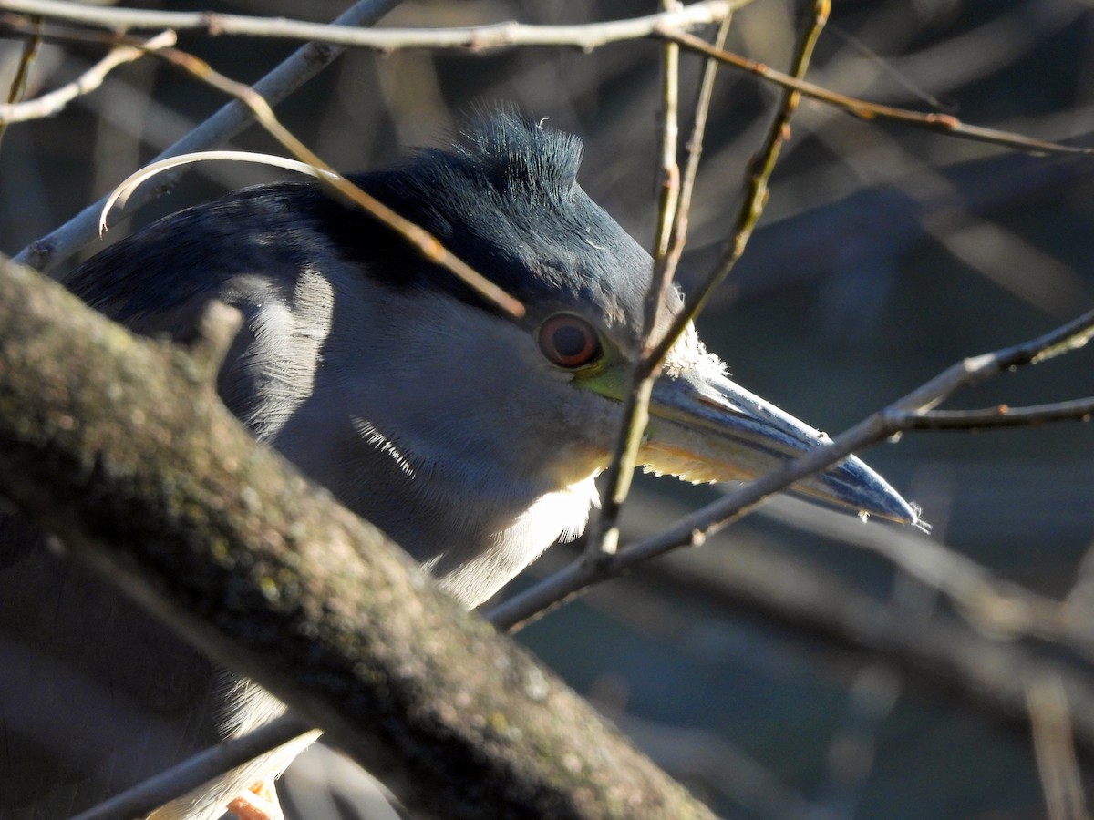 אנפת לילה - ML646918148
