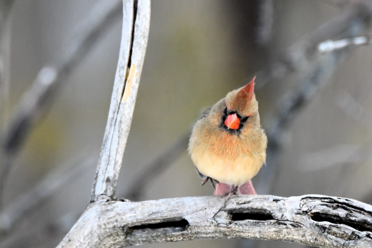 Красный кардинал - ML646918152