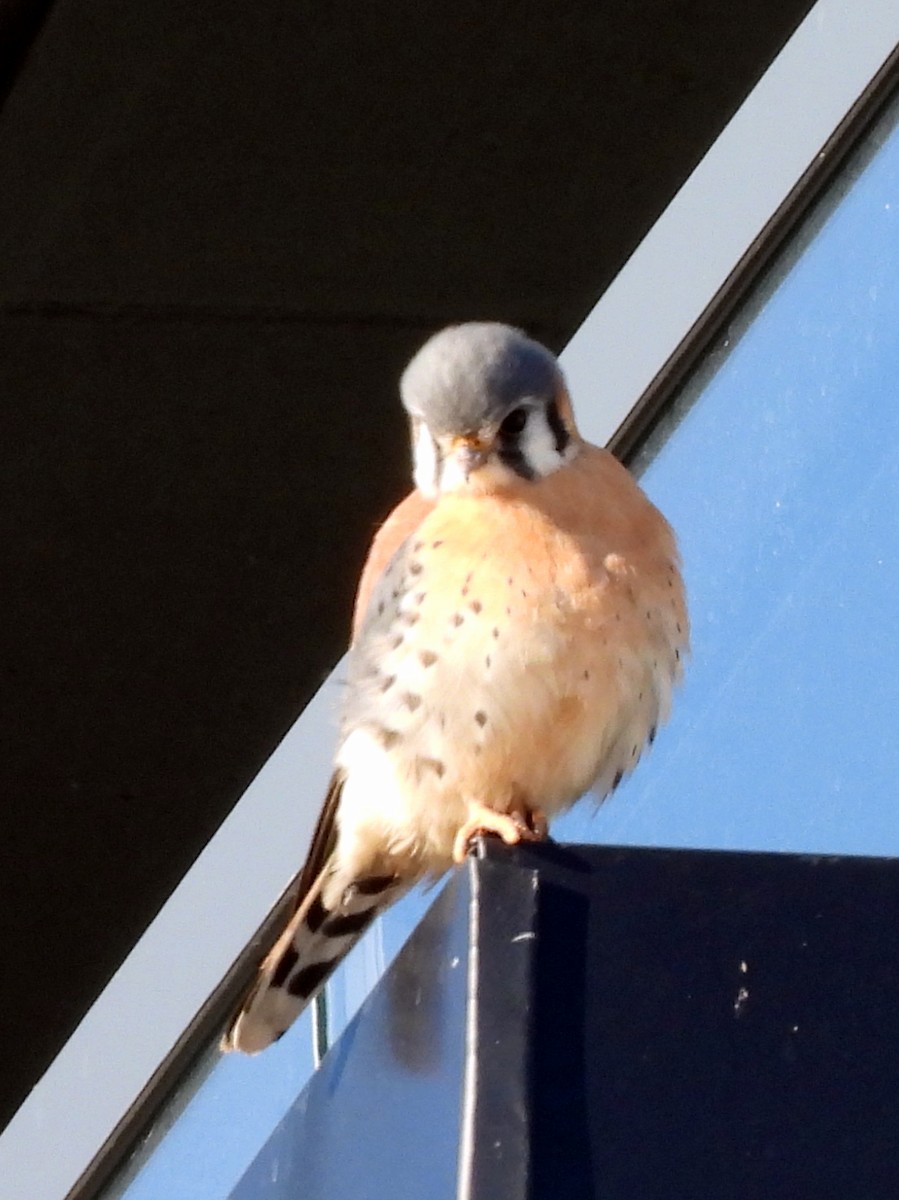 בז אמריקני - ML646918153