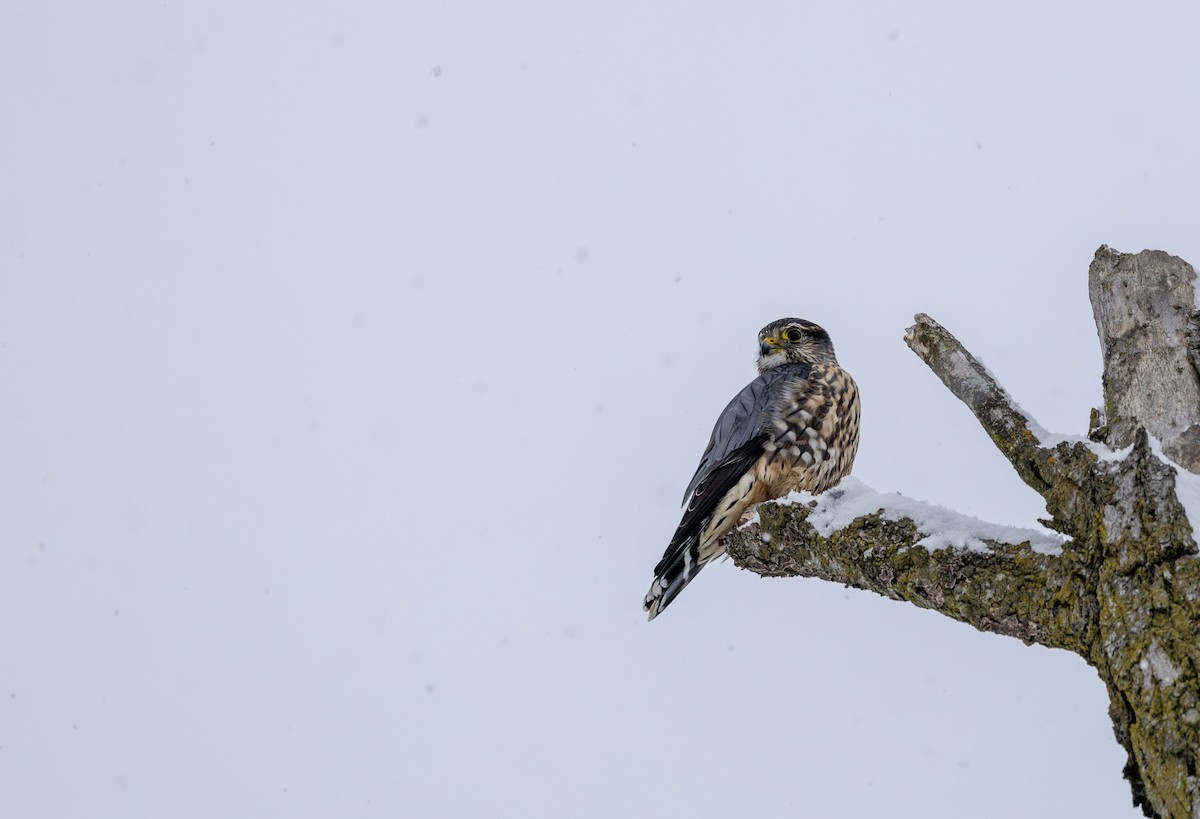 בז גמדי - ML646918159