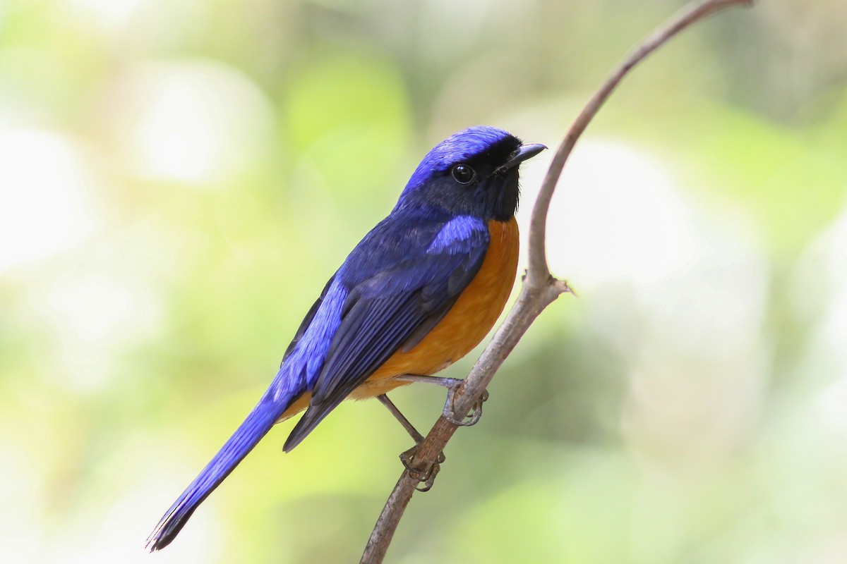 Rufous-bellied Niltava - ML646918162