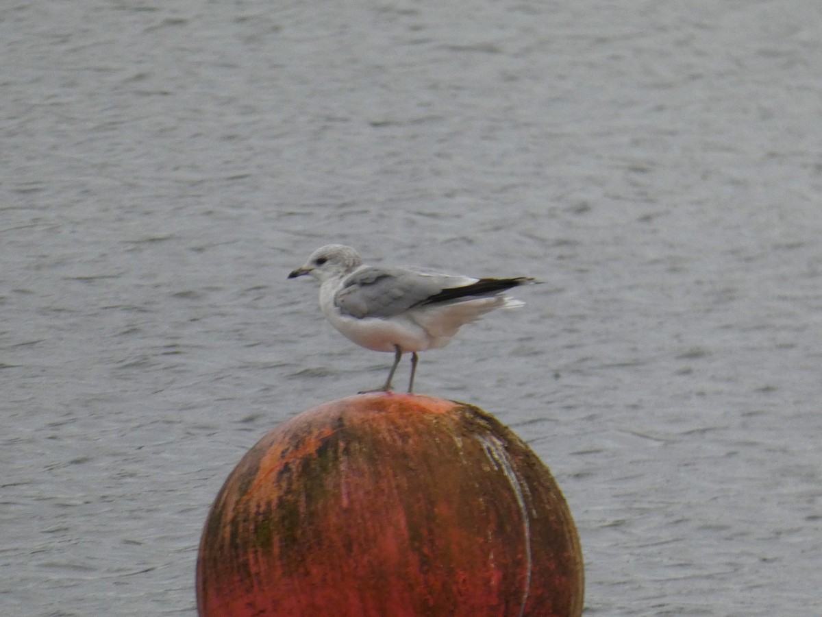 Gaviota Cana - ML646918164